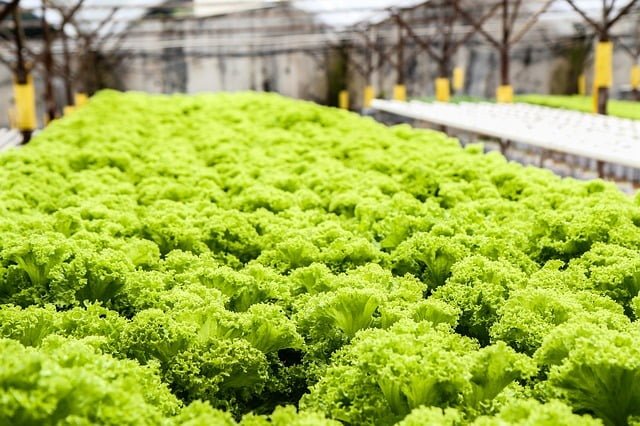 Best And Smartest Ways Of Starting Hydroponics In India