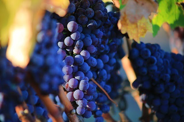 Best Natural Wine under a blue sky in 2022