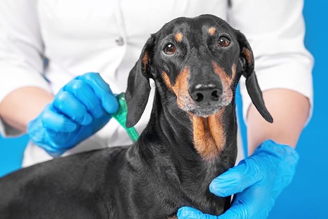 Dos and Don'ts of Using Tick Medicine for Dogs